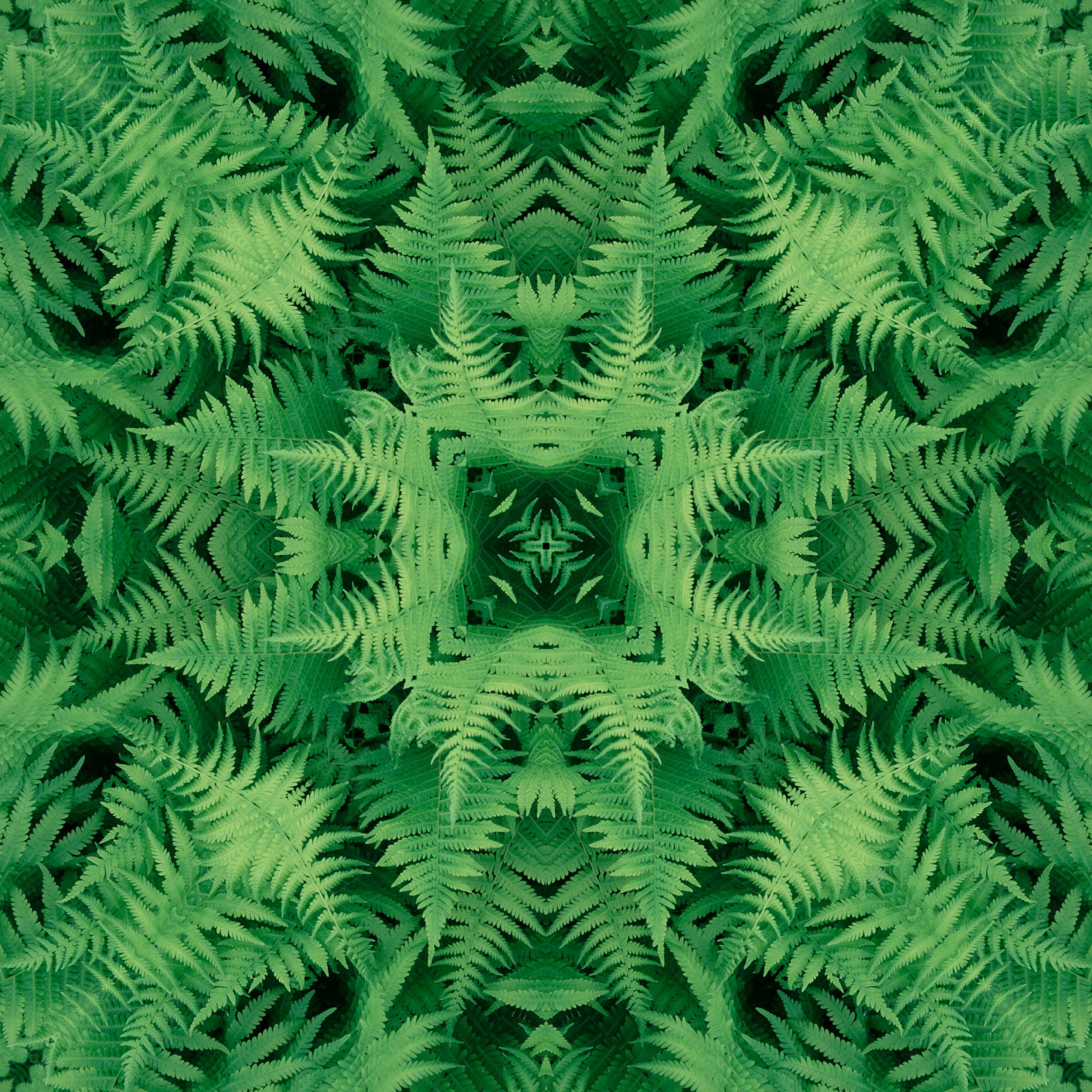 Mandala of ferns