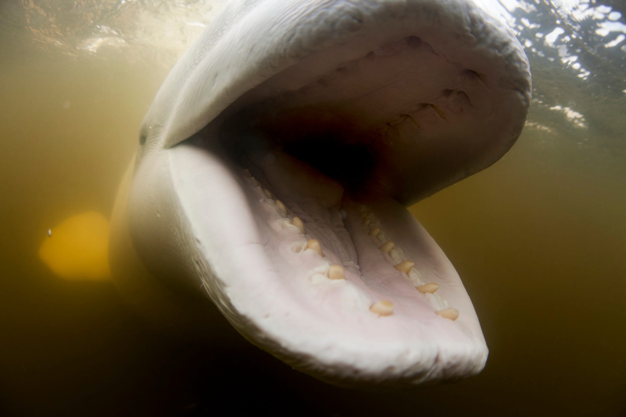 A beluga whale with its mouth open, looking hungry and eager