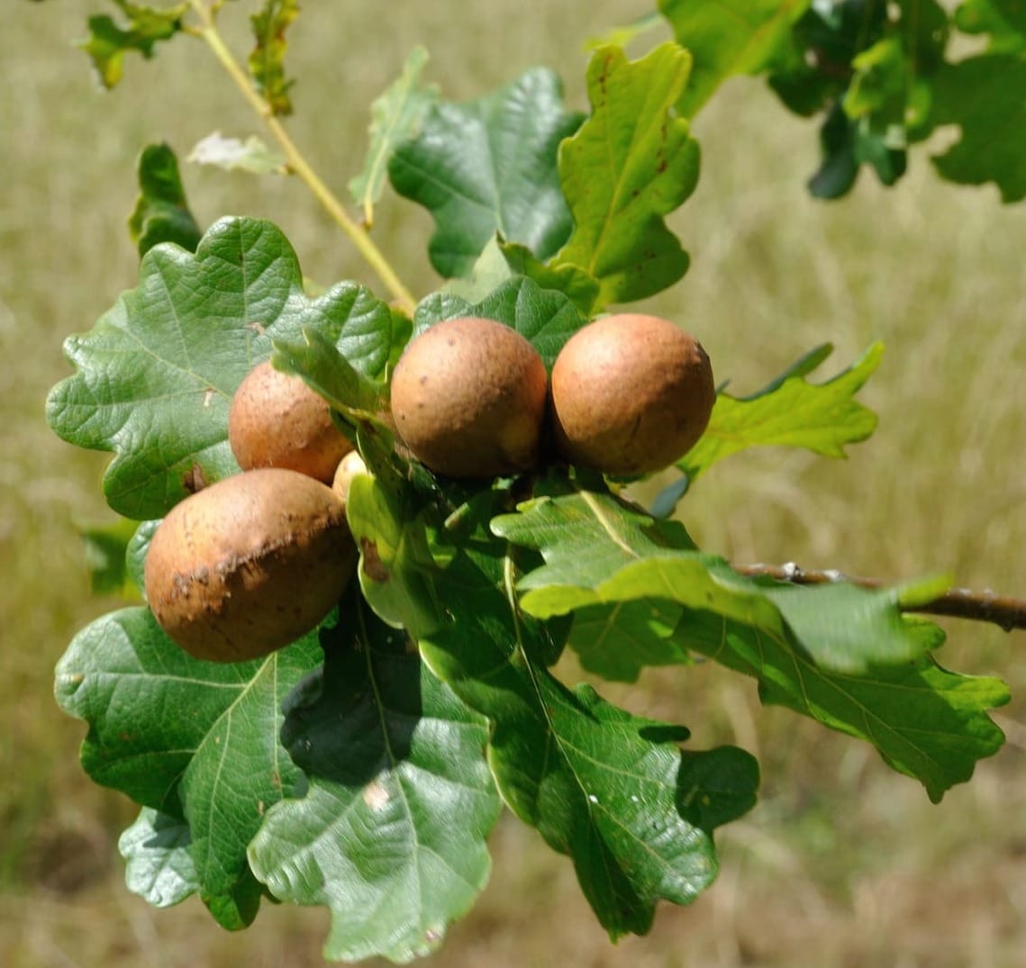 brown bulbous protrusions on an oak leaf