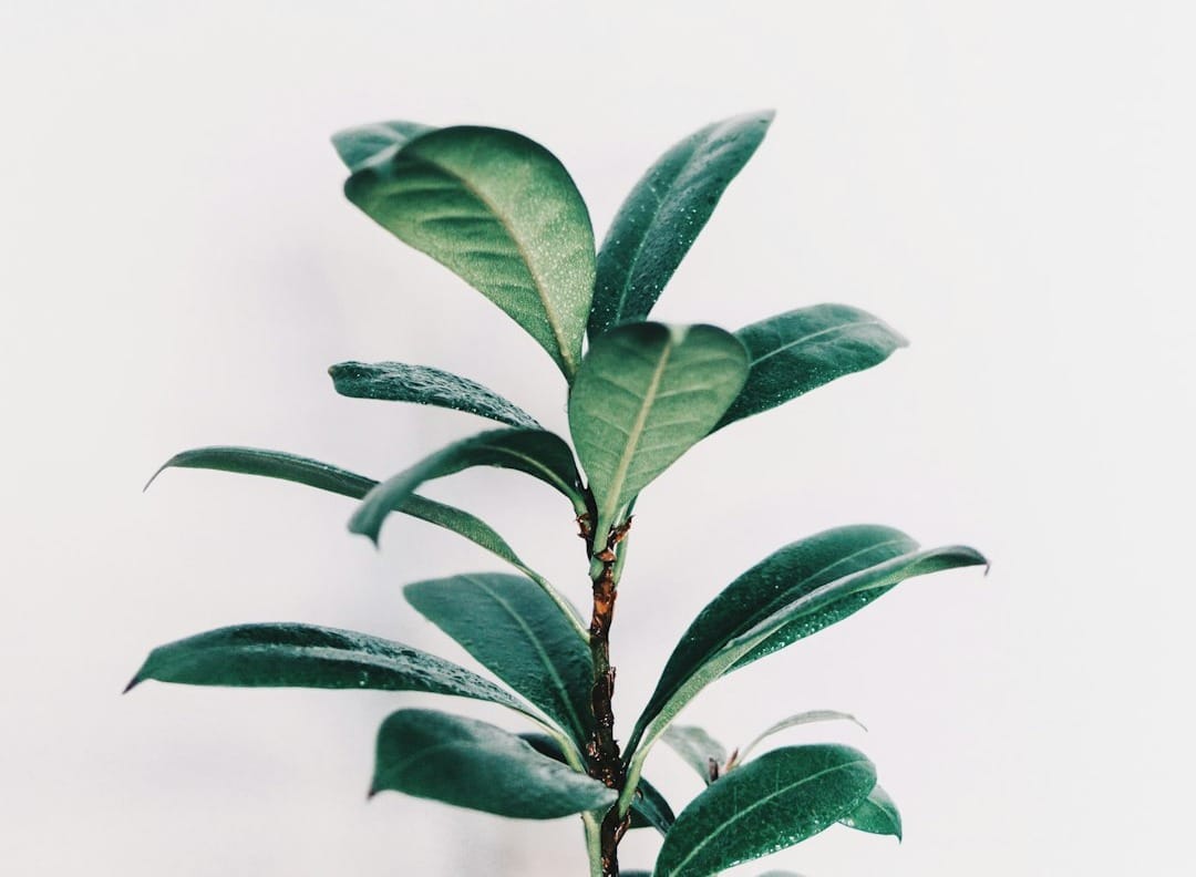 green leafed plant closeup photo