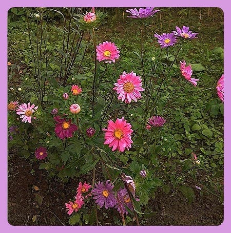 a field of purple flowers