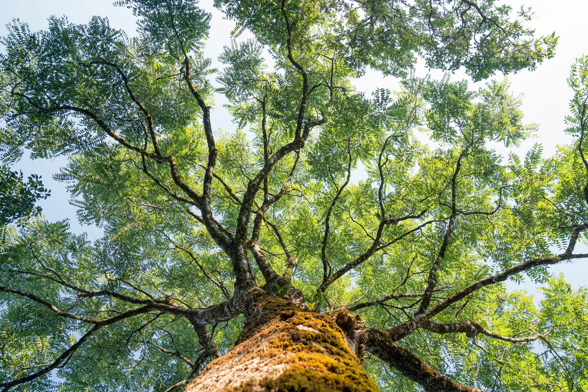 tree branches sky leaves