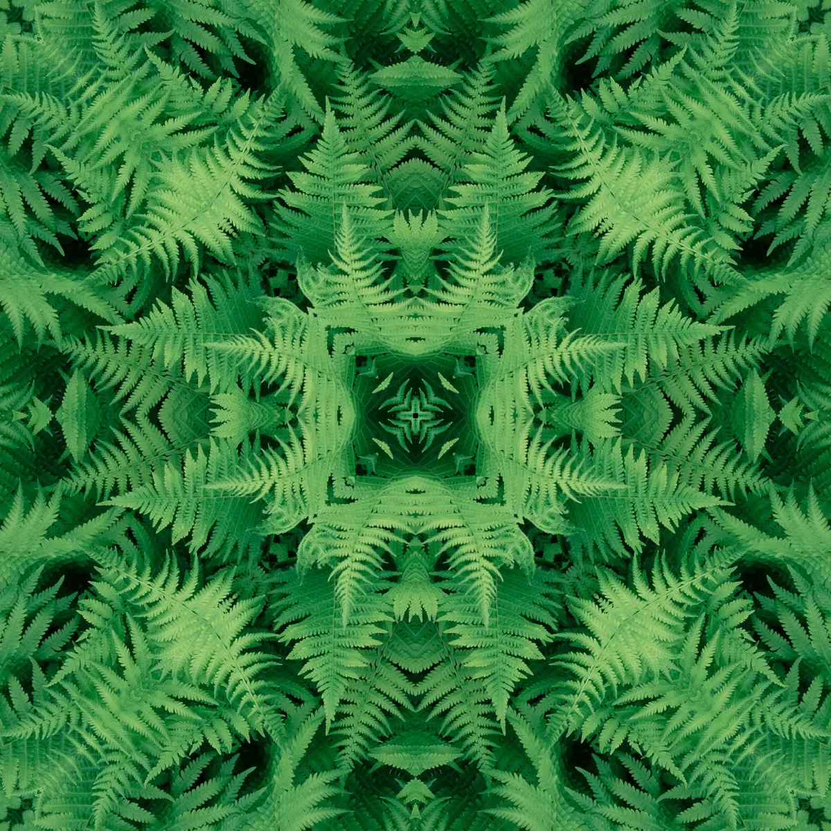 Fern kaleidoscope 