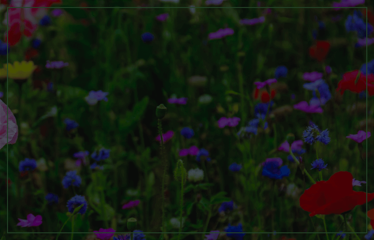 Life is a Sacred Text