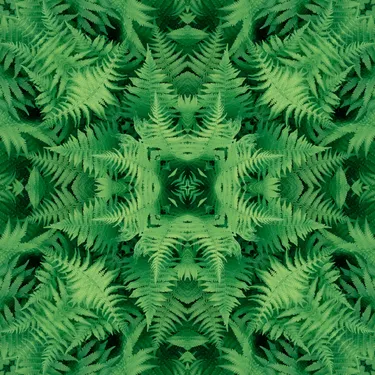 Fern kaleidoscope 