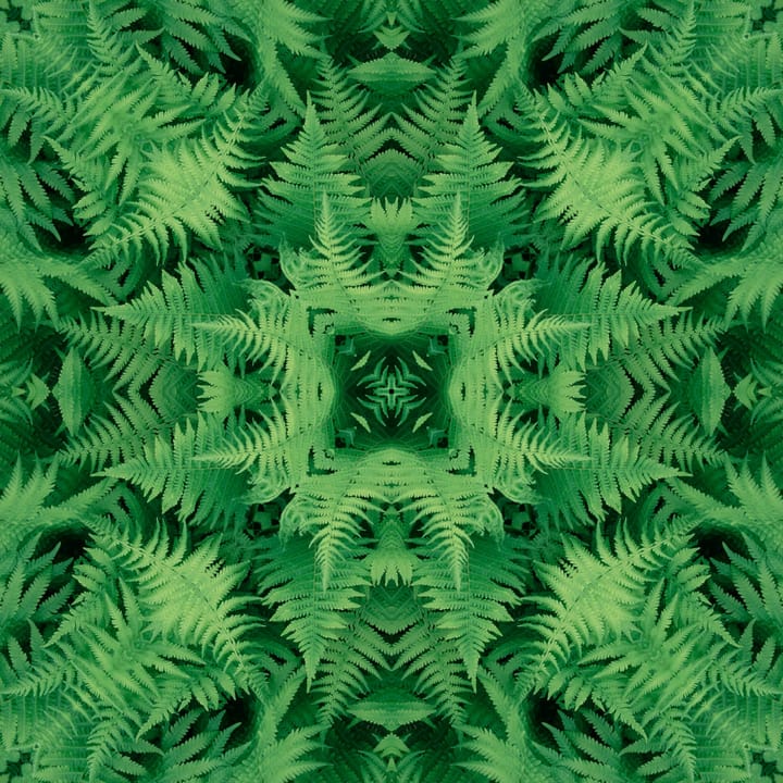 Fern kaleidoscope 