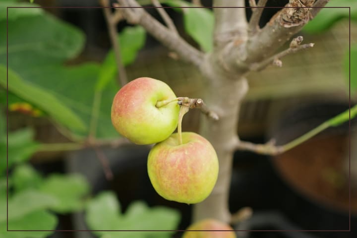 the world is an apple tree